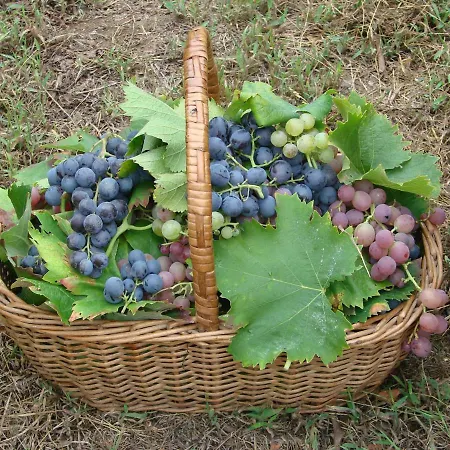 Quinta Da Portelada פסו דה רגואה