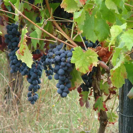 Quinta Da Portelada * ペーゾ・ダ・レーグア