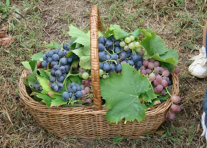 Quinta Da Portelada Peso da Régua