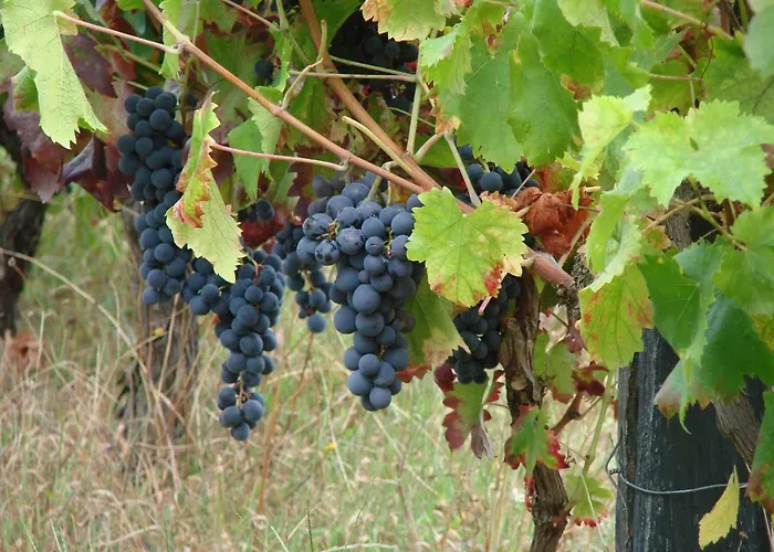 Quinta Da Portelada * Peso da Régua